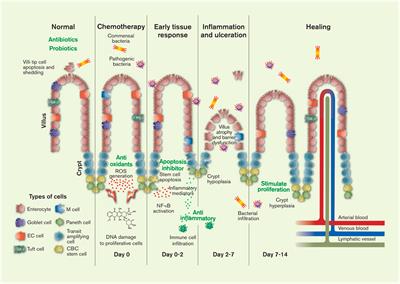 Chemotherapeutics-Induced Intestinal Mucositis: Pathophysiology and Potential Treatment Strategies